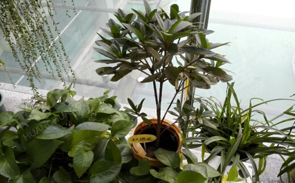 幼儿园户外环创植物角图片