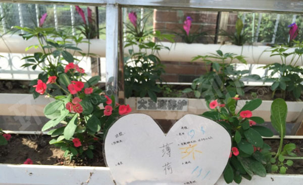 幼儿园户外快乐田园植物角图片