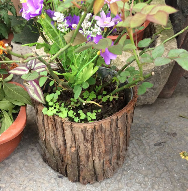 幼儿园户外小清新植物角图片