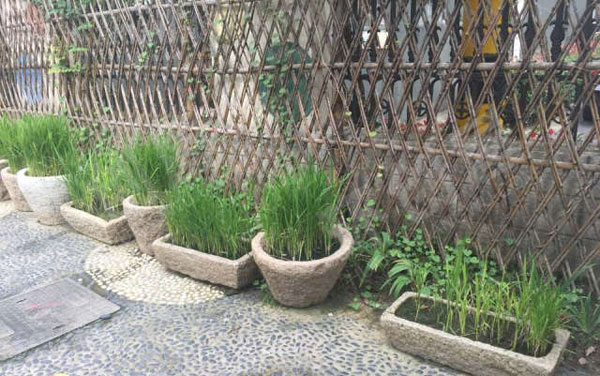 幼儿园户外废物利用种植区图片