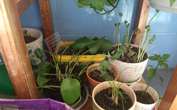幼儿园户外春日自然角植物培植区图片
