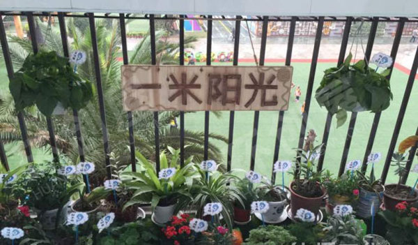幼儿园户外环创植物角一米阳光图片