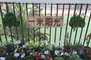 幼儿园户外环创植物角一米阳光图片2张