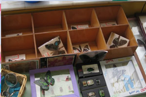 幼儿园科学区植物和动物的标本图片2张