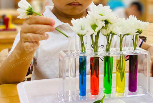 幼儿园科学区白菜鲜花变装实验图片