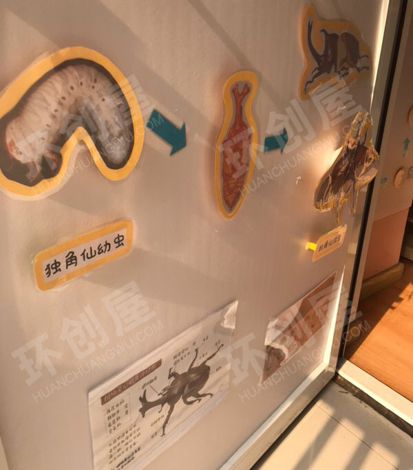 幼儿园科学区研究昆虫独角仙图片