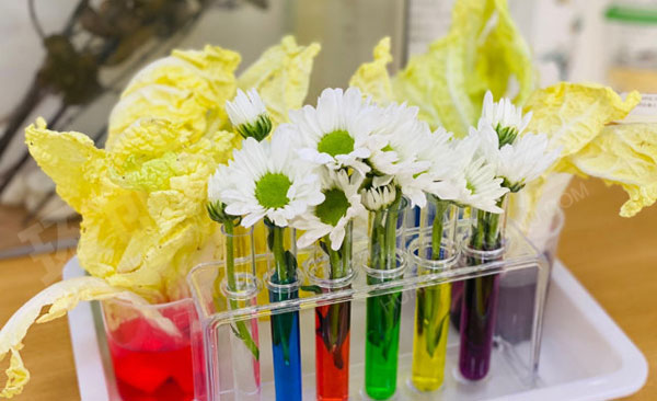 幼儿园科学区白菜鲜花变装实验图片