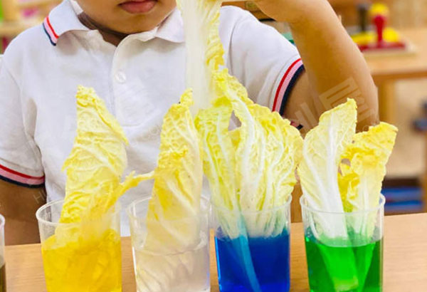 幼儿园科学区白菜鲜花变装实验图片