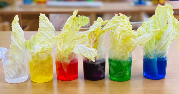 幼儿园科学区白菜鲜花变装实验图片