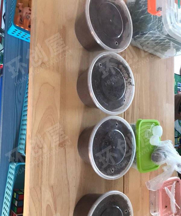 幼儿园科学区研究昆虫独角仙图片