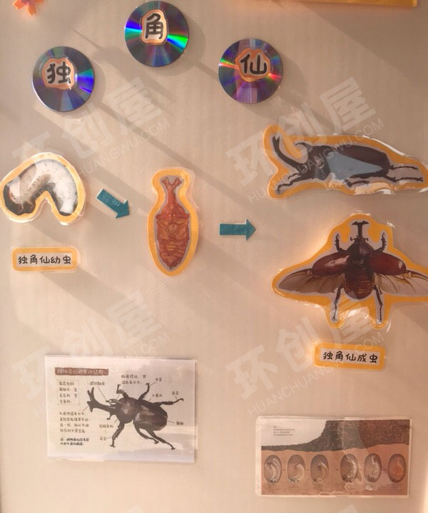 幼儿园科学区研究昆虫独角仙图片