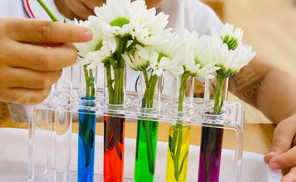 幼儿园科学区白菜鲜花变装实验图片