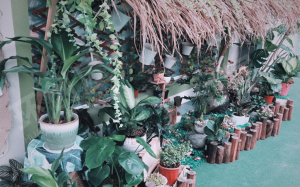 幼儿园走廊植物角芽庄之旅图片