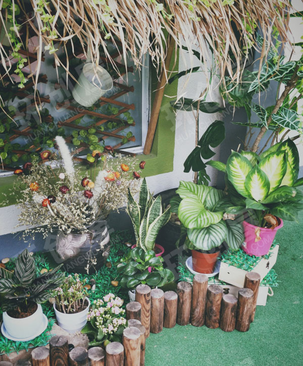 幼儿园走廊植物角芽庄之旅图片