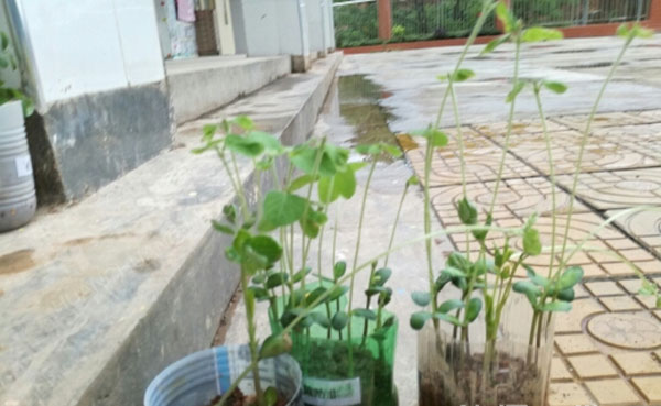 幼儿园户外废物利用植物盛装图片