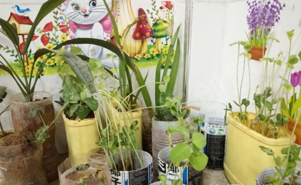 幼儿园户外废物利用植物盛装图片