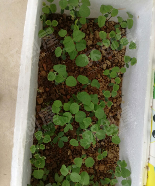 幼儿园户外废物利用植物盛装图片