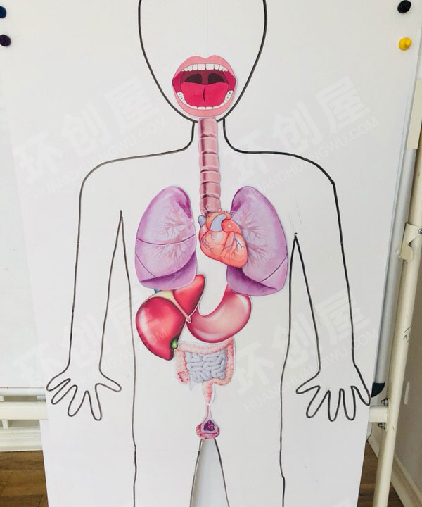 幼儿园科学区探索身体里的奥秘图片