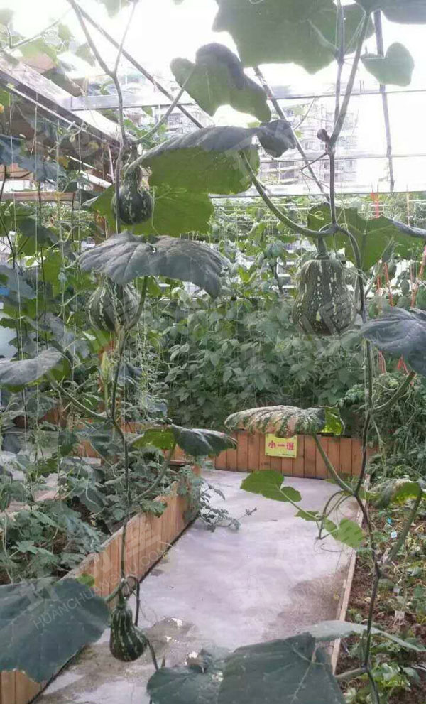 幼儿园户外环创种植区棚栽瓜果图片