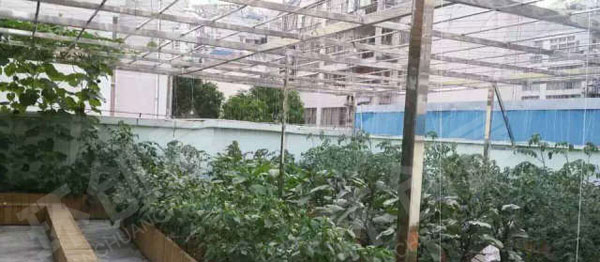 幼儿园户外环创种植区棚栽瓜果图片