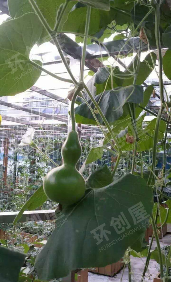 幼儿园户外环创种植区棚栽瓜果图片