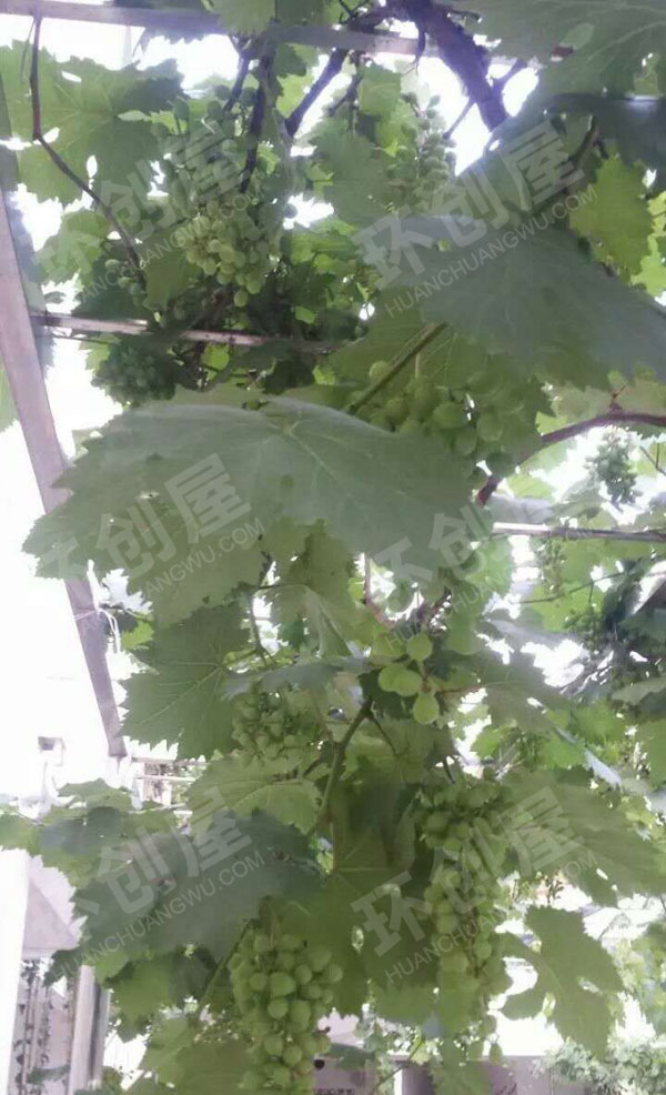 幼儿园户外环创种植区棚栽瓜果图片