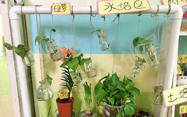 幼儿园走廊植物角美化图片
