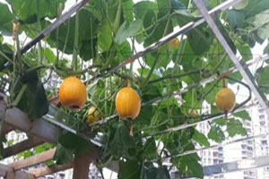 幼儿园户外瓜果蔬菜种植区图片8张