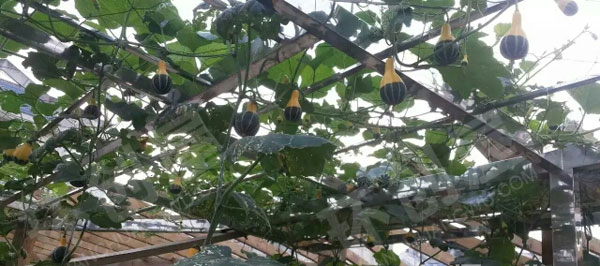 幼儿园户外瓜果蔬菜种植区图片