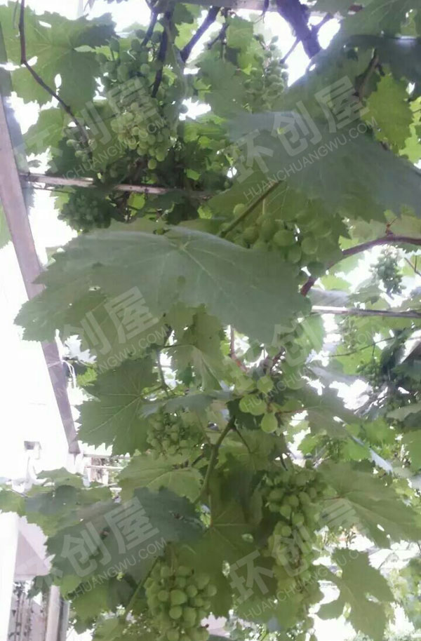 幼儿园户外瓜果蔬菜种植区图片