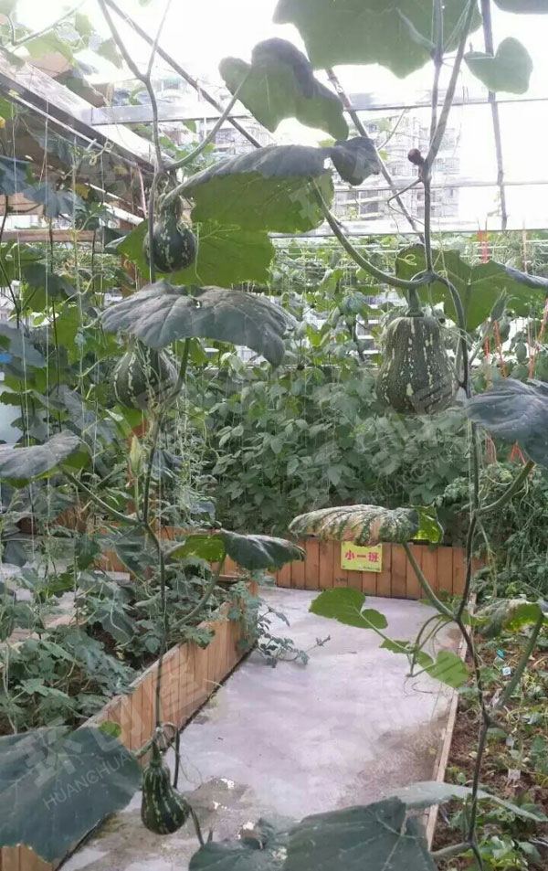 幼儿园户外瓜果蔬菜种植区图片