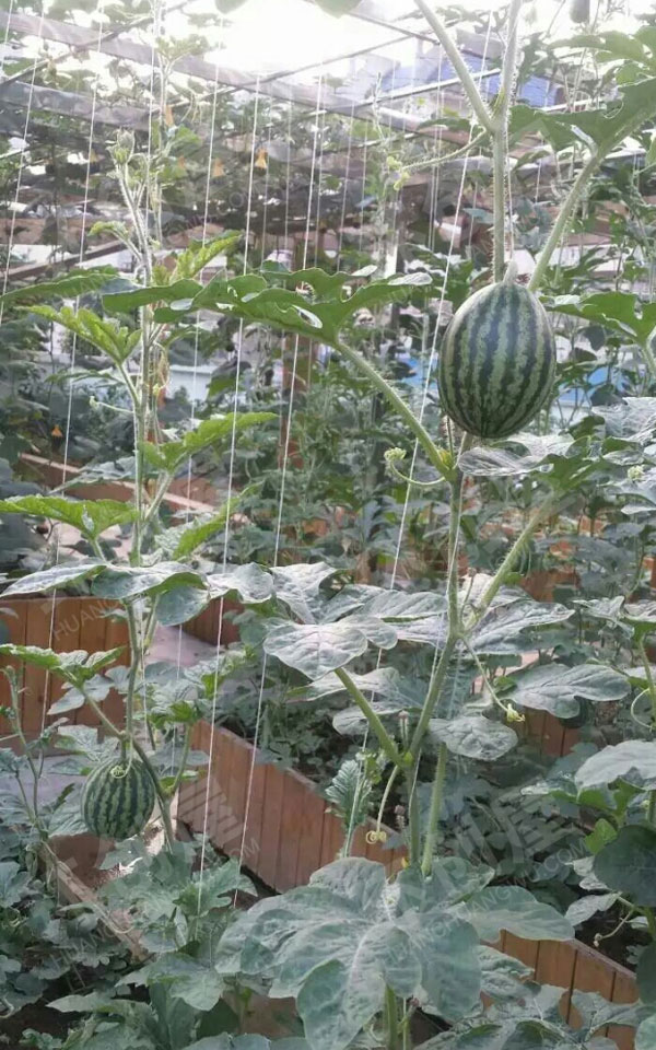 幼儿园户外瓜果蔬菜种植区图片