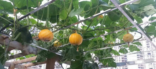 幼儿园户外瓜果蔬菜种植区图片