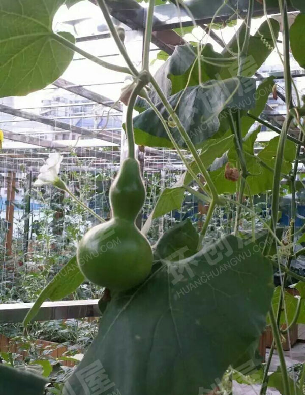 幼儿园户外瓜果蔬菜种植区图片