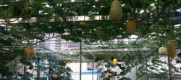 幼儿园户外瓜果蔬菜种植区图片