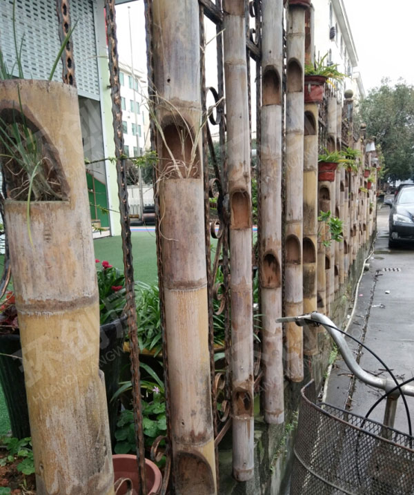 幼儿园户外竹子植物角图片