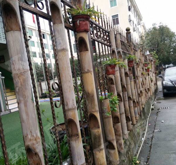 幼儿园户外竹子植物角图片