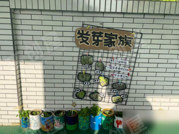 幼儿园户外春天自然角以种植为主图片