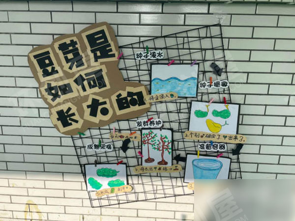 幼儿园户外春天自然角以种植为主图片