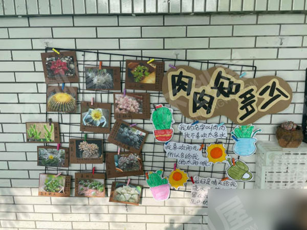 幼儿园户外春天自然角以种植为主图片