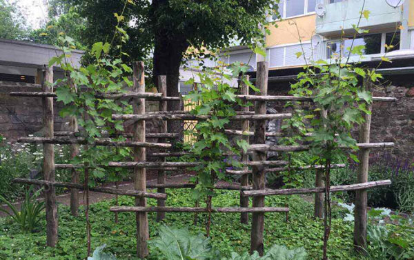 幼儿园藤蔓植物的户外装饰图片