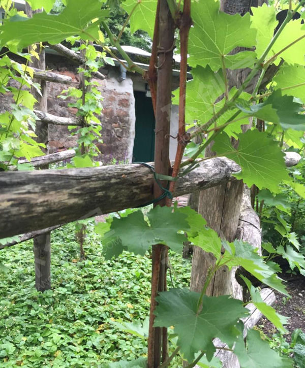 幼儿园藤蔓植物的户外装饰图片