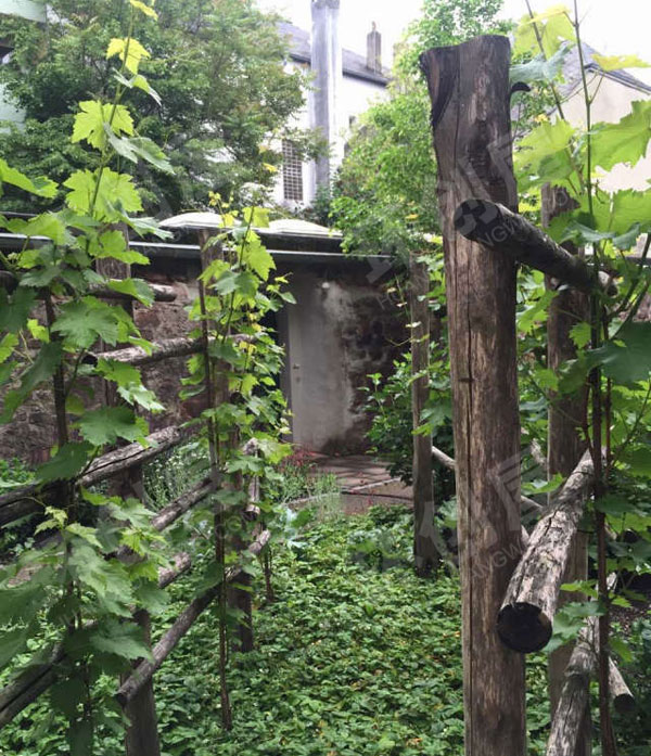 幼儿园藤蔓植物的户外装饰图片