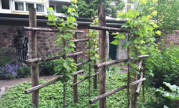 幼儿园藤蔓植物的户外装饰图片