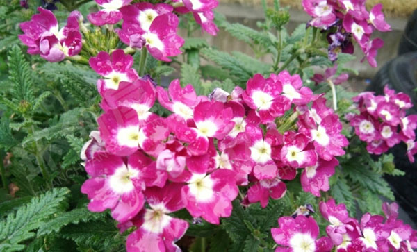 幼儿园废物利用花盆户外五颜六色的花图片