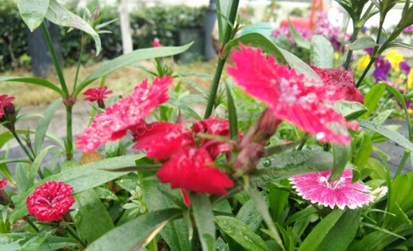 幼儿园废物利用花盆户外五颜六色的花图片