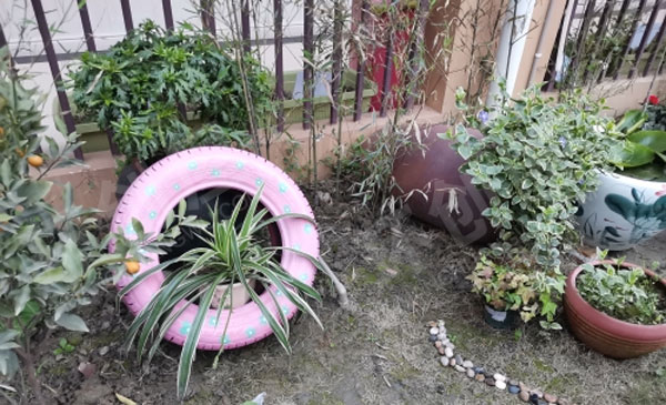 幼儿园户外咱家小院植物角图片