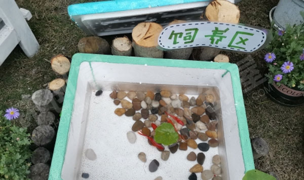 幼儿园户外咱家小院植物角图片