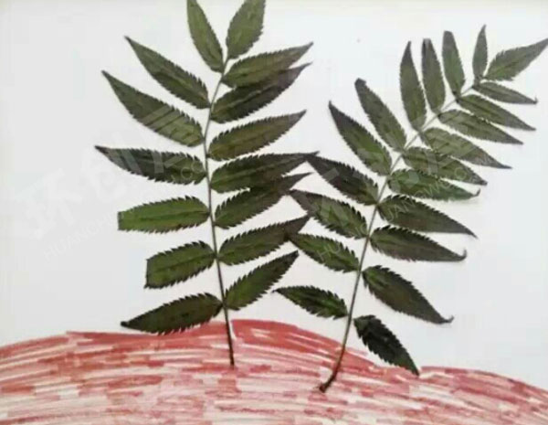 幼儿园作品展示树叶画图片