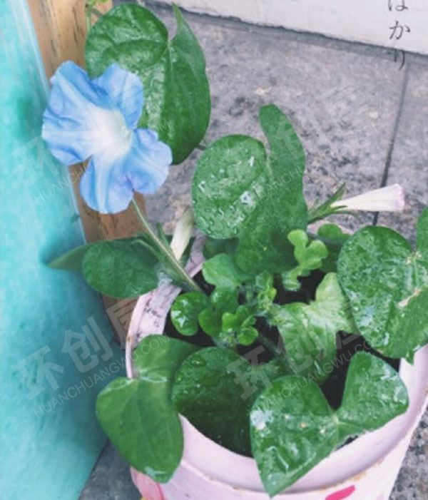 幼儿园户外环创自然角小花花图片
